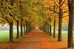 Autumn can be a spectacular. It can also be a stressful time for many professionals, parents, and families. (Photo Source: Wikimedia Commons)